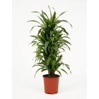 plantenwinkel.nl Dracaena lemon lime multi S kamerplant