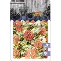 plantenwinkel.nl Skimmia (Skimmia Japonica â€œMagic Marlotâ€®) heester - 20-25 cm (C2) - 6 stuks