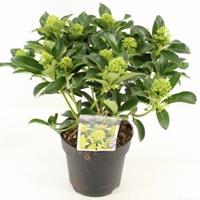 plantenwinkel.nl Skimmia (Skimmia Japonica â€œWhite Globeâ€®) heester - 30-40 cm (C3) - 6 stuks