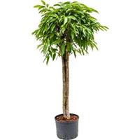 plantenwinkel.nl Ficus amstel king stam 3 hydrocultuur plant