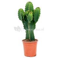 plantenwinkel.nl Euphorbia cactus ingens merida M kamerplant