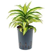 Dracaena compacta malaika hydrocultuur plant