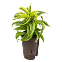 plantenwinkel.nl Dracaena lemon surprise hydrocultuur plant