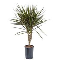 plantenwinkel.nl Dracaena marginata spider M hydrocultuur plant