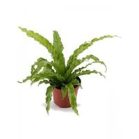 plantenwinkel.nl Asplenium osaka S Varen kamerplant