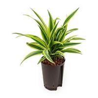 plantenwinkel.nl Dracaena lemon lime tumbes hydrocultuur plant