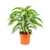 plantenwinkel.nl Dracaena jade jewel khaeyut guzeeth kamerplant