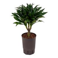 plantenwinkel.nl Dracaena compacta XS hydrocultuur plant