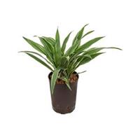 plantenwinkel.nl Dracaena deremensis popayan hydrocultuur plant