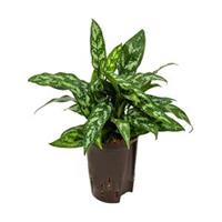 plantenwinkel.nl Aglaonema maria hydrocultuur plant