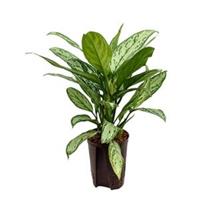 plantenwinkel.nl Aglaonema silver king hydrocultuur plant