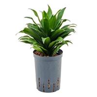 plantenwinkel.nl Dracaena compacta XXS hydrocultuur plant