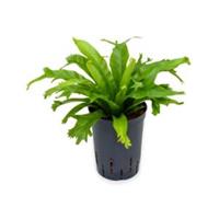 plantenwinkel.nl Asplenium varen amy hydrocultuur plant