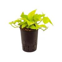 plantenwinkel.nl Scindapsus golden pothos hydrocultuur hangplant