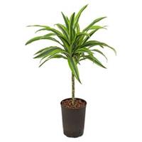 Dracaena lemon lime sullana hydrocultuur plant