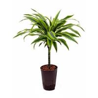 plantenwinkel.nl Dracaena lemon lime paita hydrocultuur plant