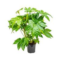 Vingerplant Fatsia japonica S kamerplant