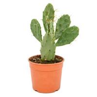 plantenwinkel.nl Opuntia cactus vulgaris S kamerplant