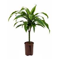 plantenwinkel.nl Dracaena arturo XXS hydrocultuur plant