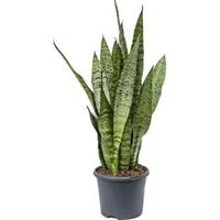 Sansevieria zeylanica inli