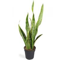 Sansevieria laurentii XXS kamerplant