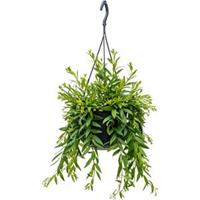 plantenwinkel.nl Aeschynanthus japhrolepis hangplant