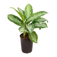 plantenwinkel.nl Aglaonema silver bay XS hydrocultuur plant