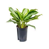 plantenwinkel.nl Aglaonema silver moon hydrocultuur plant