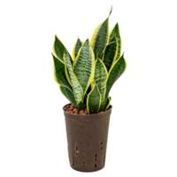 plantenwinkel.nl Sansevieria futura superba S hydrocultuur plant