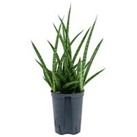 plantenwinkel.nl Sansevieria spikes marmoratus hydrocultuur plant