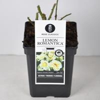 plantenwinkel.nl Rozenstruik Lemon Romantica - C5 - 1 stuks