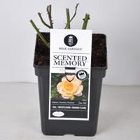 plantenwinkel.nl Rozenstruik Scented Memory - C5 - 1 stuks