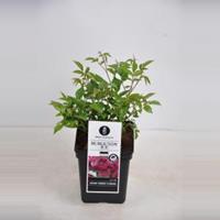 Trosroos (rosa Burgundy Ice®)