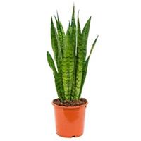 plantenwinkel.nl Sansevieria zeylanica selki