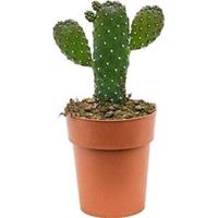 plantenwinkel.nl Opuntia cactus consolea XS kamerplant