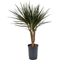 plantenwinkel.nl Dracaena marginata spider vertakt XS hydrocultuur plant