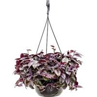 plantenwinkel.nl Tradescantia zebrina purple hangplant