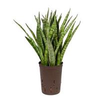 plantenwinkel.nl Sansevieria kirkii S hydrocultuur plant