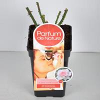 plantenwinkel.nl Rozenstruik Parfum de Nature A Whiter Shade of Pale - C5 - 1 stuks