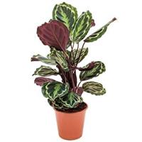 plantenwinkel.nl Calathea medallion kamerplant