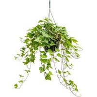 plantenwinkel.nl Hedera helix wonder S hangplant