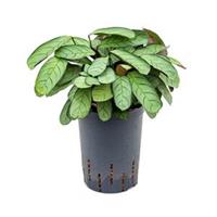 plantenwinkel.nl Calathea Ctenanthe burle maxi amagris S hydrocultuur plant