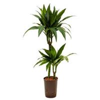 plantenwinkel.nl Dracaena janet craig duo hydrocultuur plant