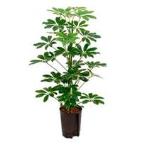 plantenwinkel.nl Schefflera arboricola 2pp hydrocultuur plant