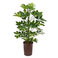 plantenwinkel.nl Schefflera gold capella 2pp hydrocultuur plant