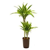 plantenwinkel.nl Dracaena lemon lime ate hydrocultuur plant