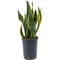 plantenwinkel.nl Sansevieria futura superba M hydrocultuur plant