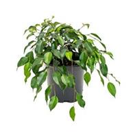 plantenwinkel.nl Ficus danielle S kamerplant