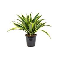 plantenwinkel.nl Dracaena lemon lime kop M kamerplant