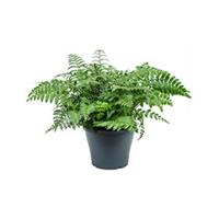 plantenwinkel.nl Asplenium parvati S varen kamerplant